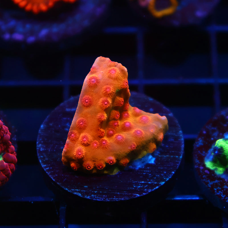 WWC Defcon Cyphastrea
