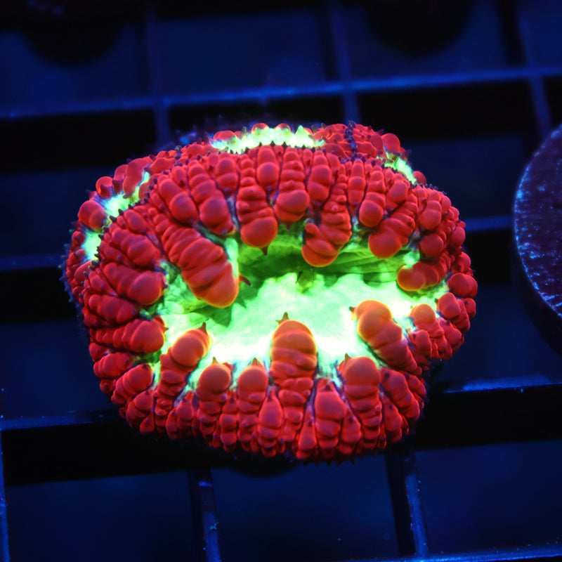 Big Polyp TCK Sour Apple Blastos