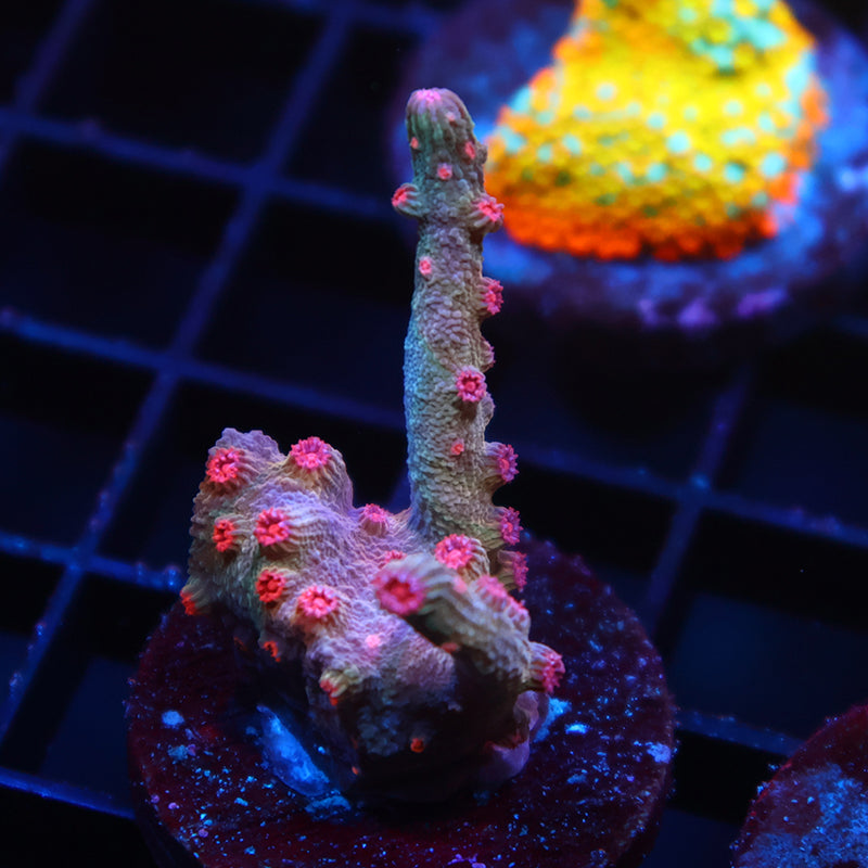 TCK Branching Cyphastrea