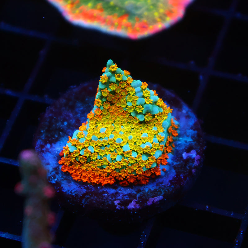 TCK Rainbow Roads Monti