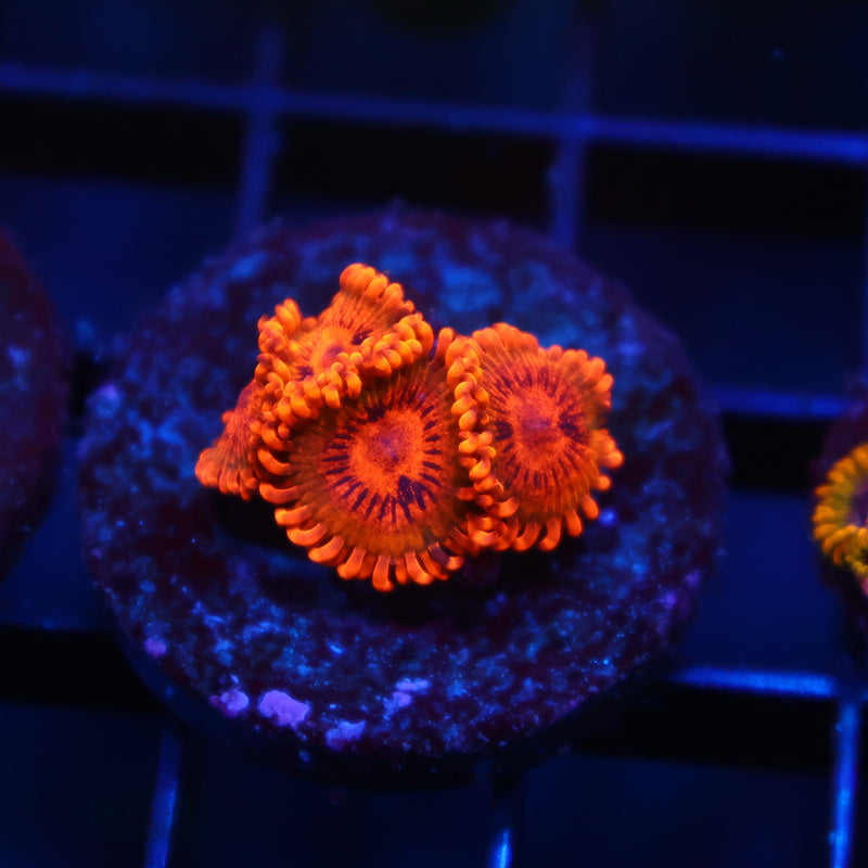 TCK Speckle Kraks
