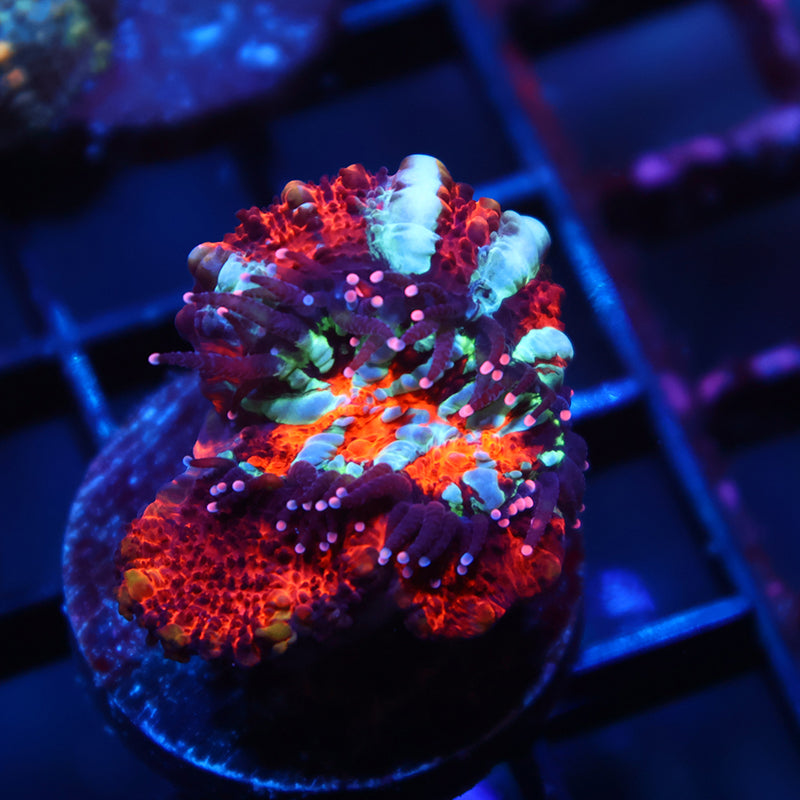 TCK Aquacultured Wilsoni