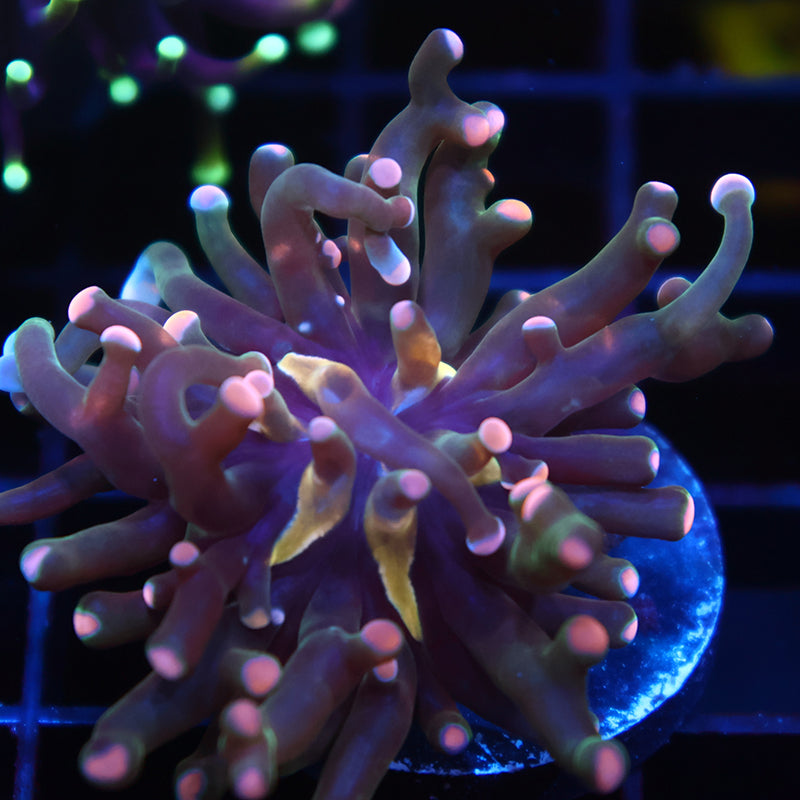 TCK Peach Tips Branching Frogspawn