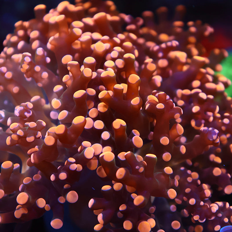 TCK Branching Gold Frogspawn