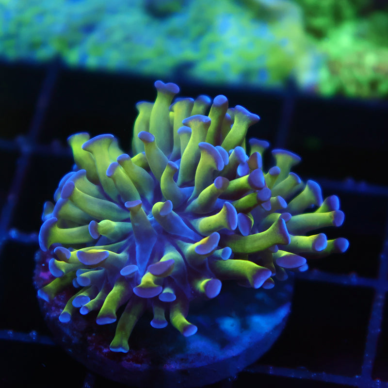 TCK Branching Purple Tip Hammer