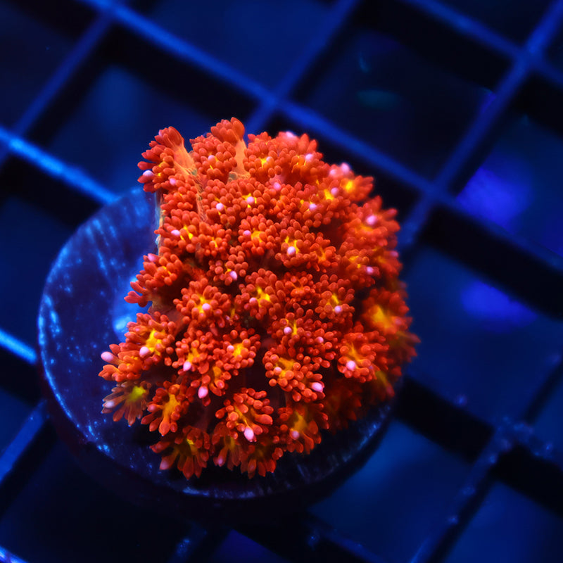 TCK Oddball Bernardpora Micro Goni