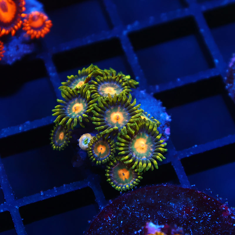 Sweet Zoas