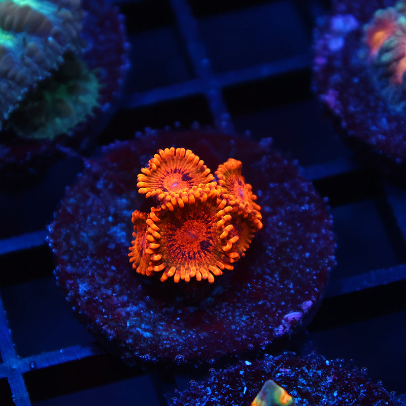 TCK Speckle Kraks