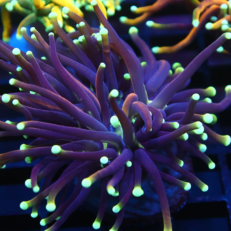 TCK Yellow Tips Indo Gold Torch