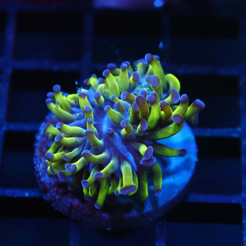 TCK Branching Purple Tip Hammer