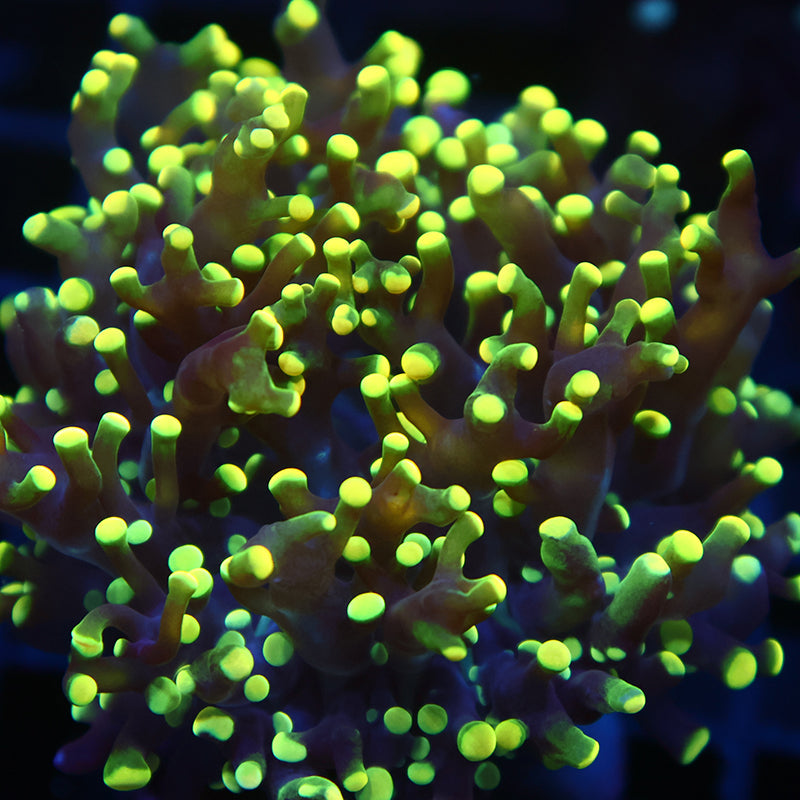 TCK Branching Lemon Lime Octospawn