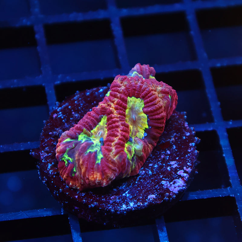 TCK Fireball Favia