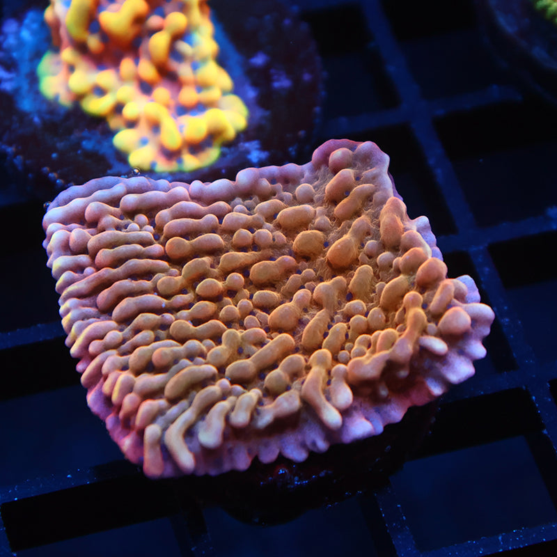 Slowburn Monti