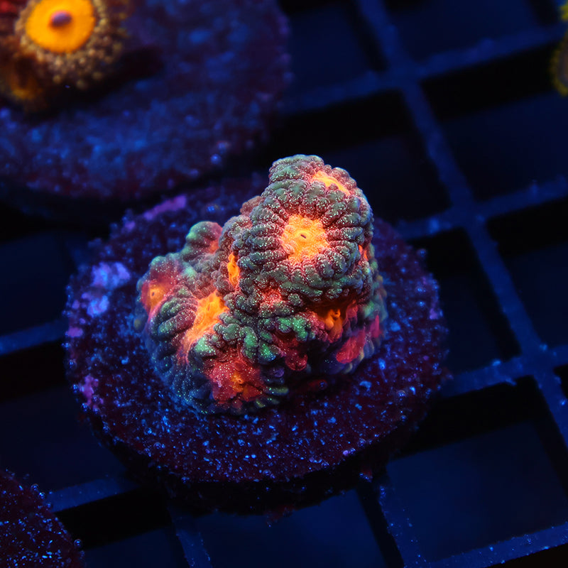 TCK Sparkly Fire Favia