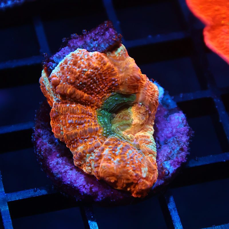 TCK Orange Creamsicle Bowerbanki