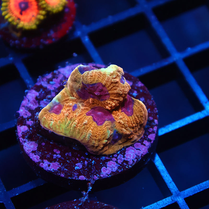 TCK Awesome Orange Favia