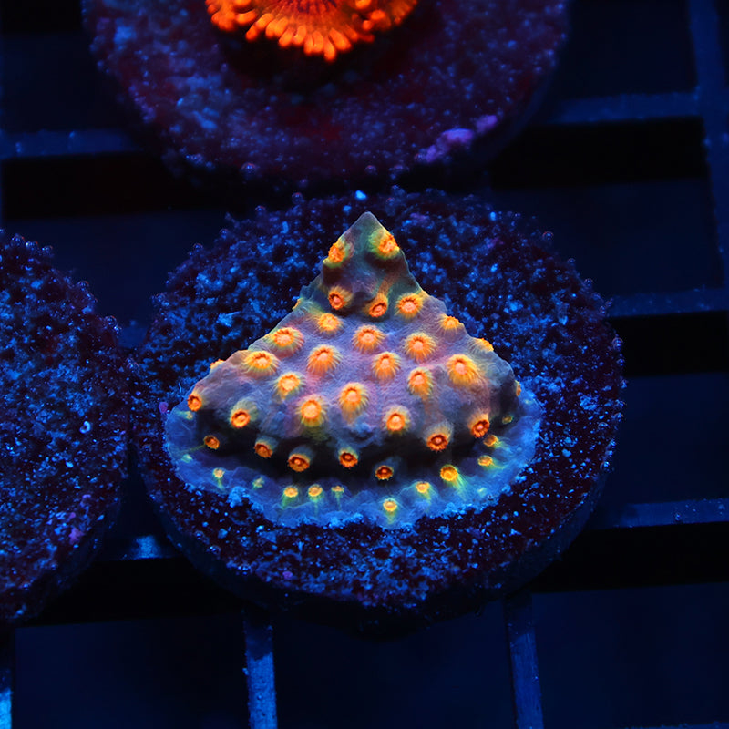 TCK Rainbow Comet Cyphastrea