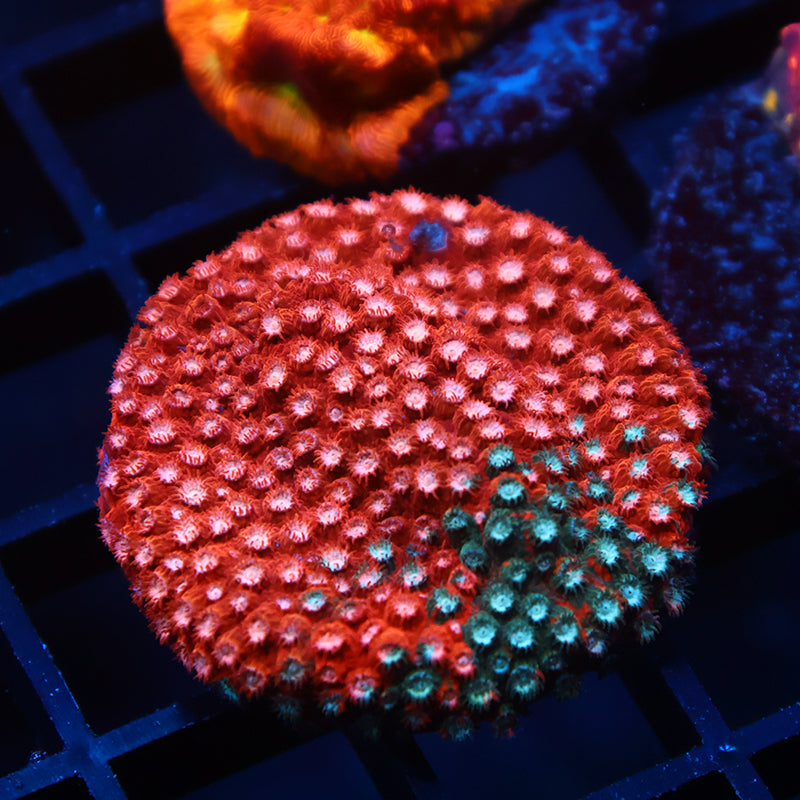 JF Fender Bender Cyphastrea