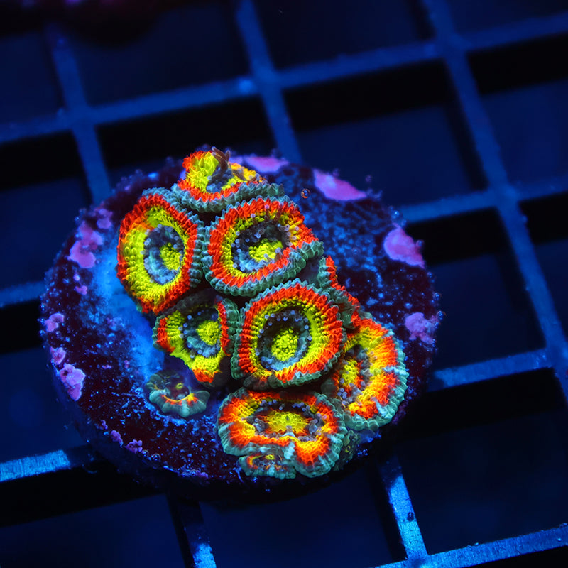 TCK HG Micromussa