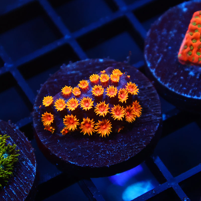 WWC Bizarro Cyphastrea