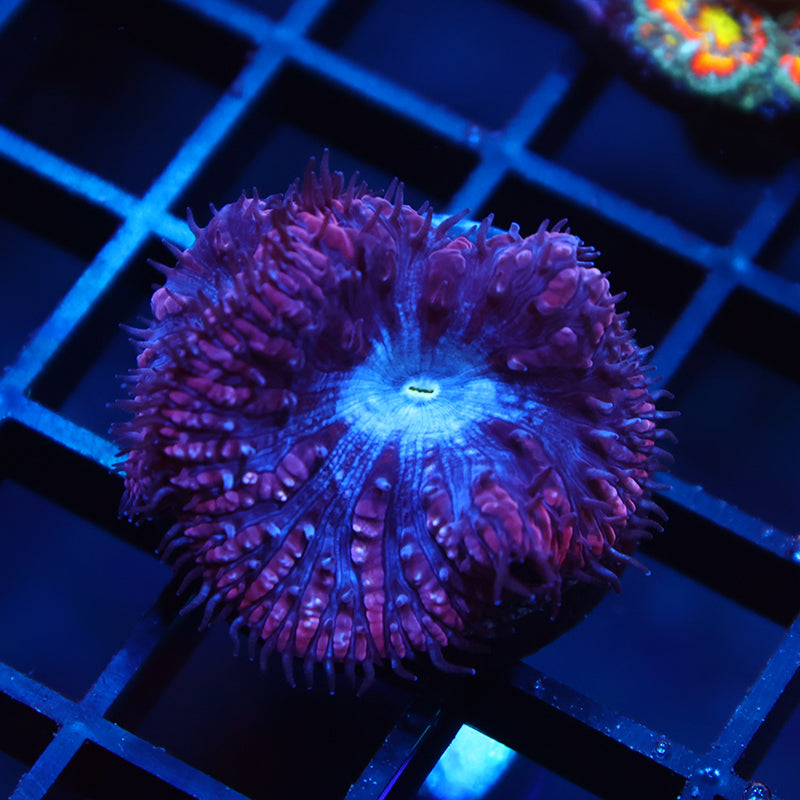 TCK Frosted Purple Blastos