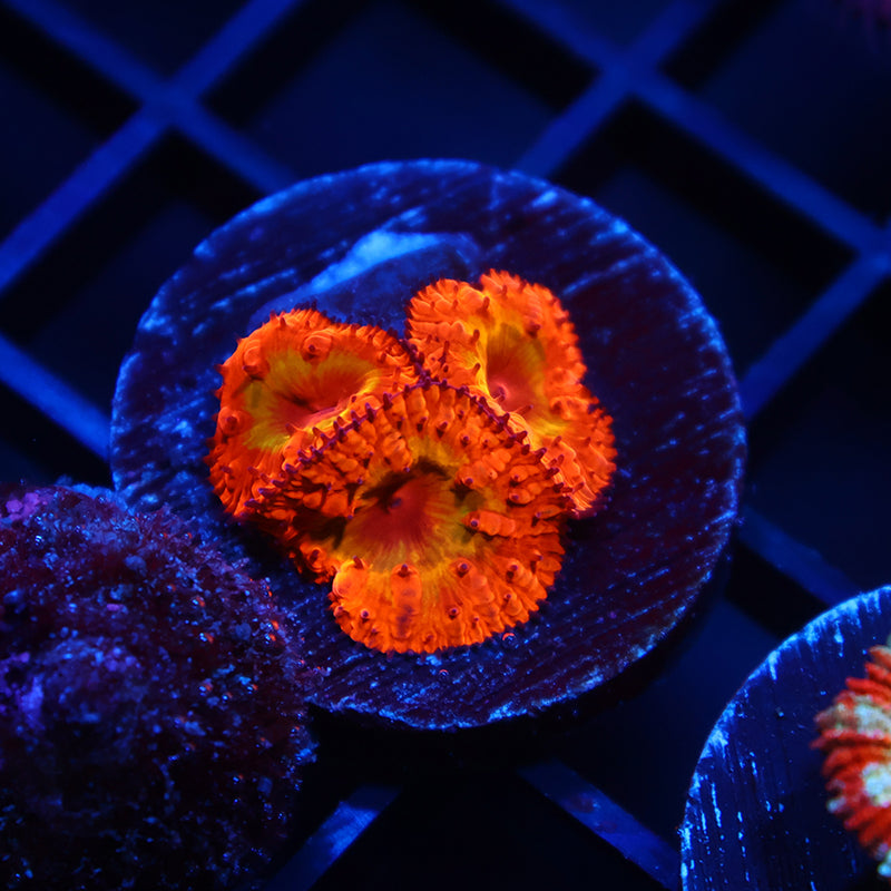 WWC Rainbow Blasto
