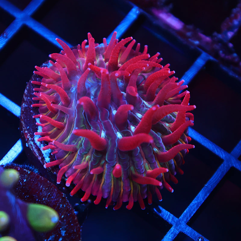 TCK Crazy Red Plate