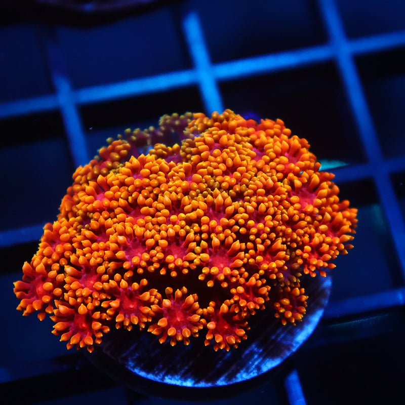 TCK Rainbow Crunch Bernardpora Micro Goni