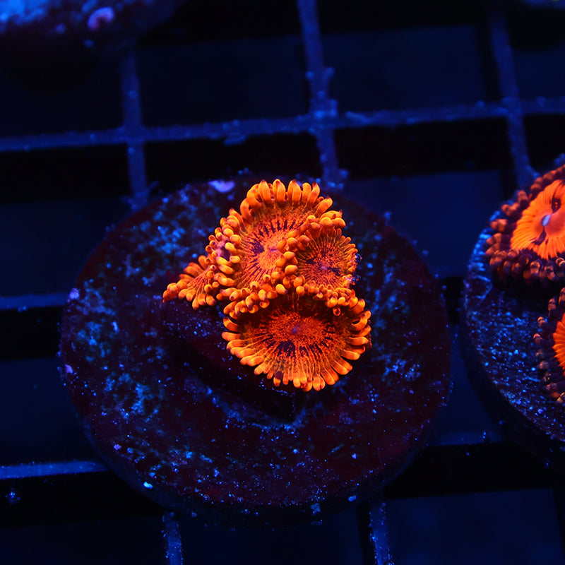 TCK Speckle Kraks