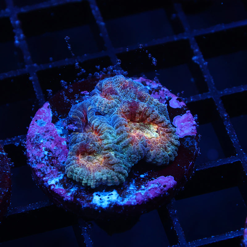 TCK Baby's Breath Favia