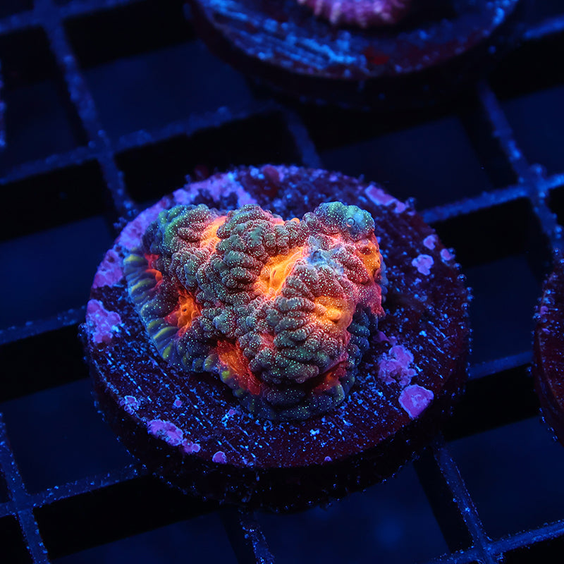 TCK Crazy Sparkly Favia