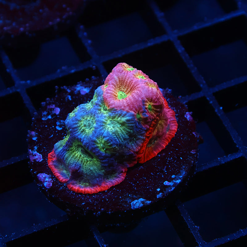 JF Dayglo Favia