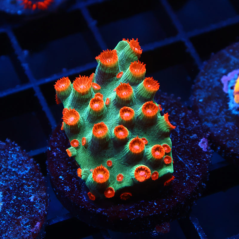 WWC Jingle Bells Cyphastrea