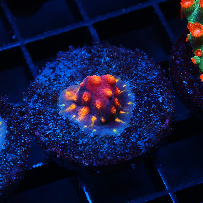 ARC Monet's Madness Cyphastrea
