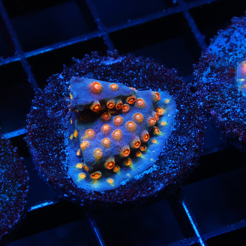 TCK Rainbow Comet Cyphastrea