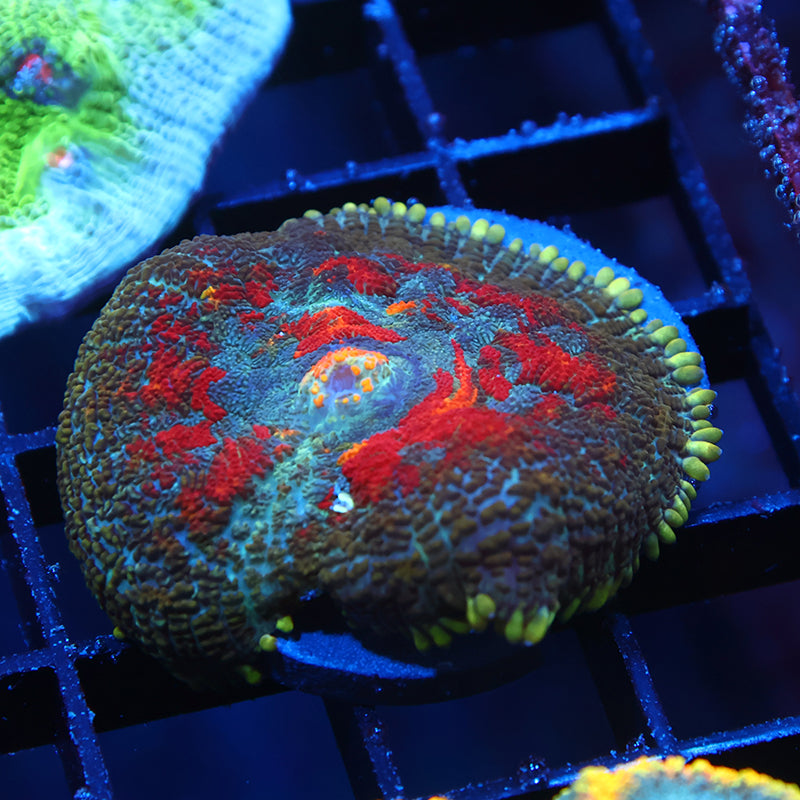 TCK Rainbow Rhodactis