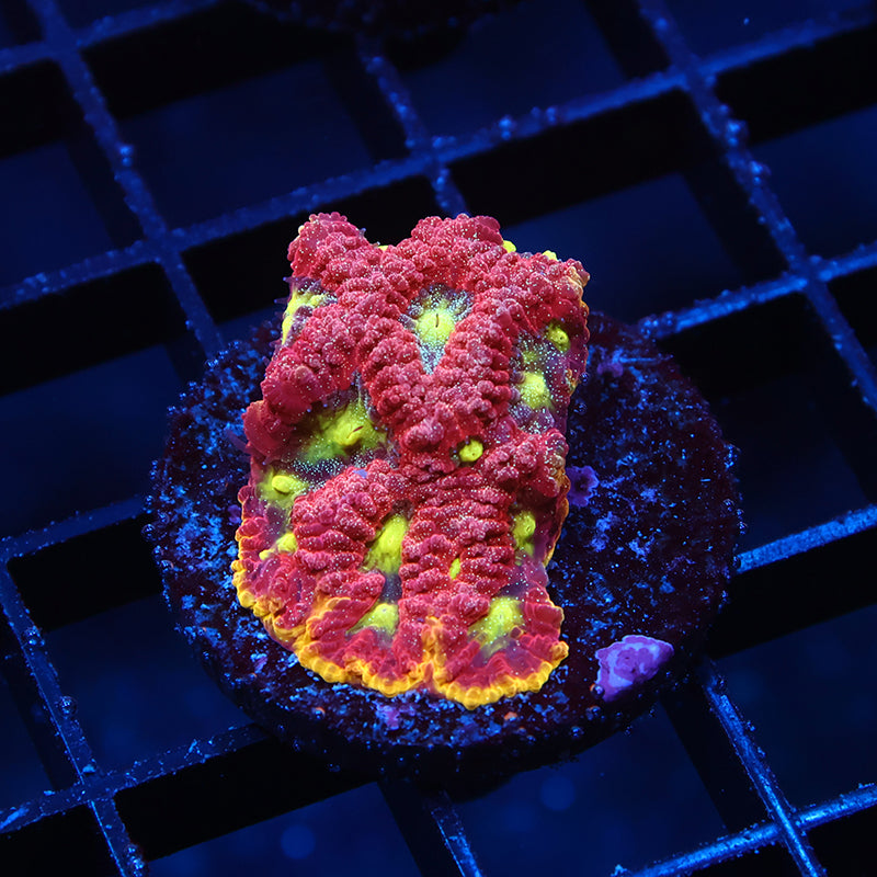 WWC Blood Diamond Favia
