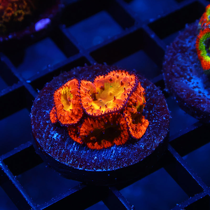 WWC Rainbow Blastos
