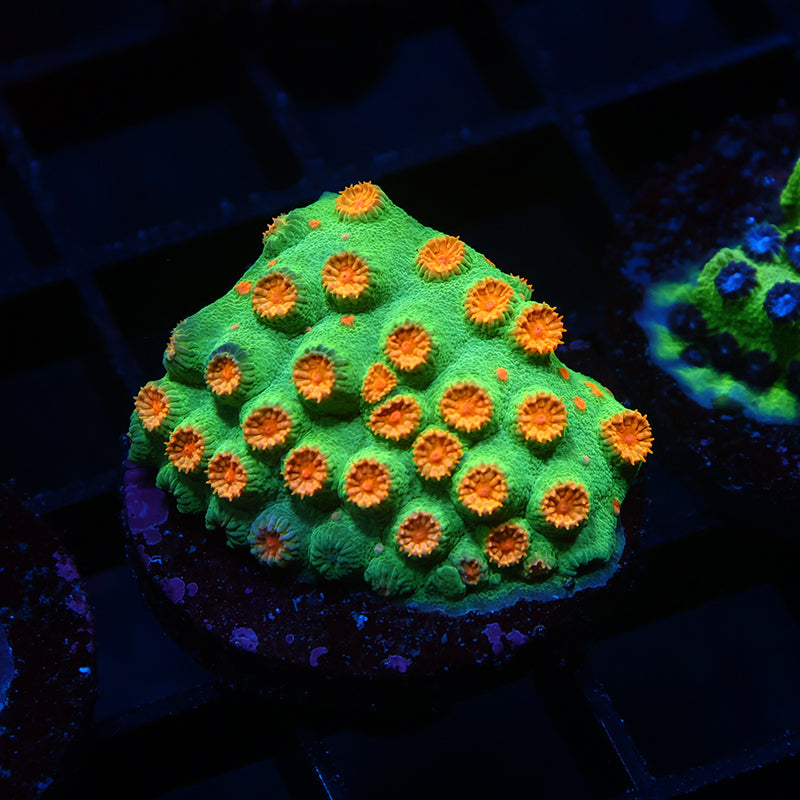 Reptar Cyphastrea