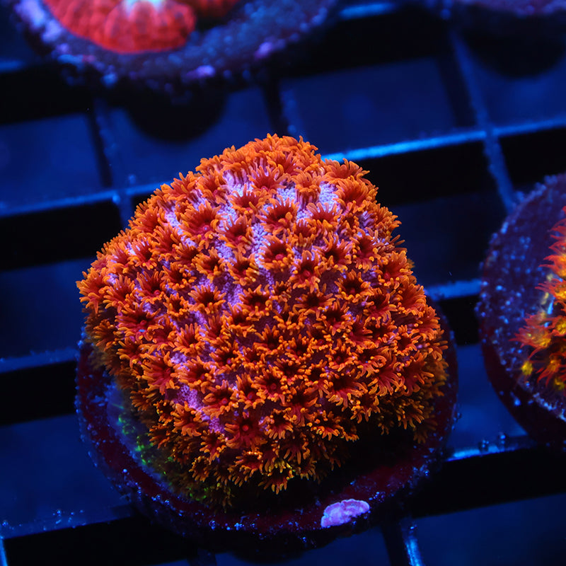 Skittles Bomb Cyphastrea
