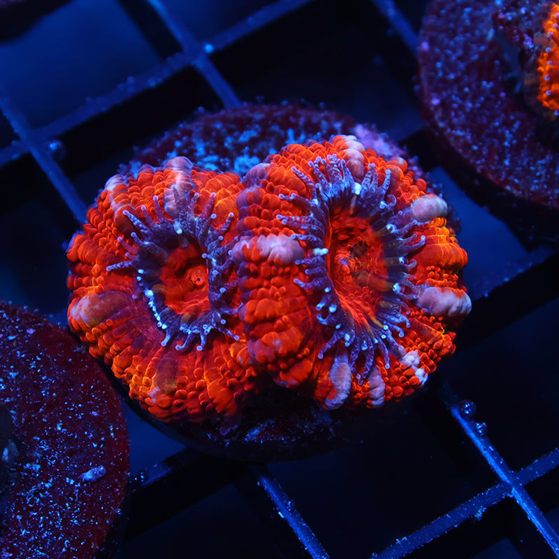 TCK Fluffy Acan Lord