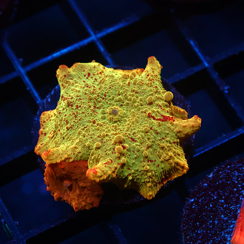 Mythical Coral's Eclectus Bounce w/ Baby