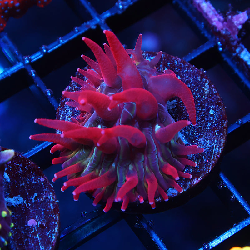 TCK Crazy Red Plate