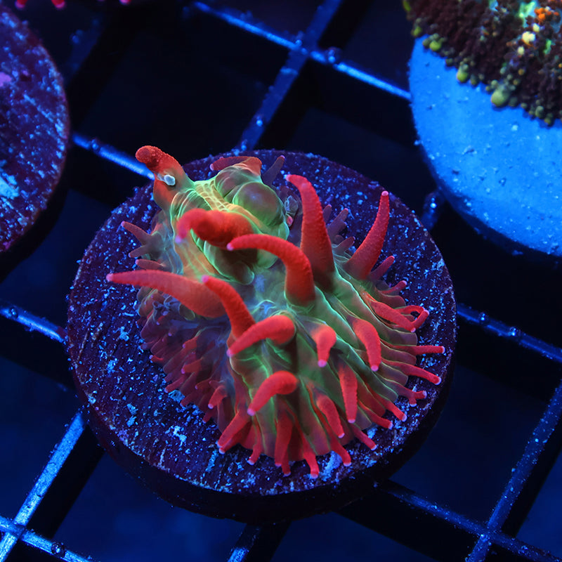 BSA Red Diaseris