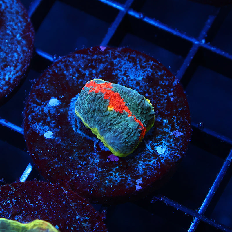 TCK Rainbow Flamethrower Chalice Blue Side
