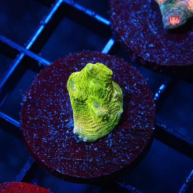 TCK Sour Tie Dye Chalice Green Side