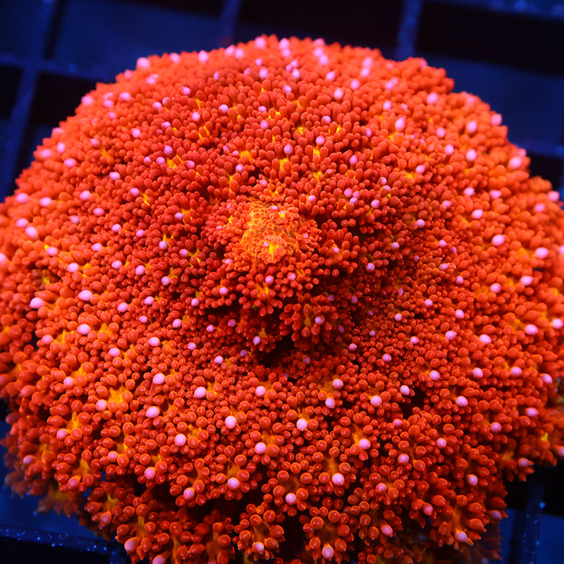 Lg TCK Oddball Goni Bernardpora