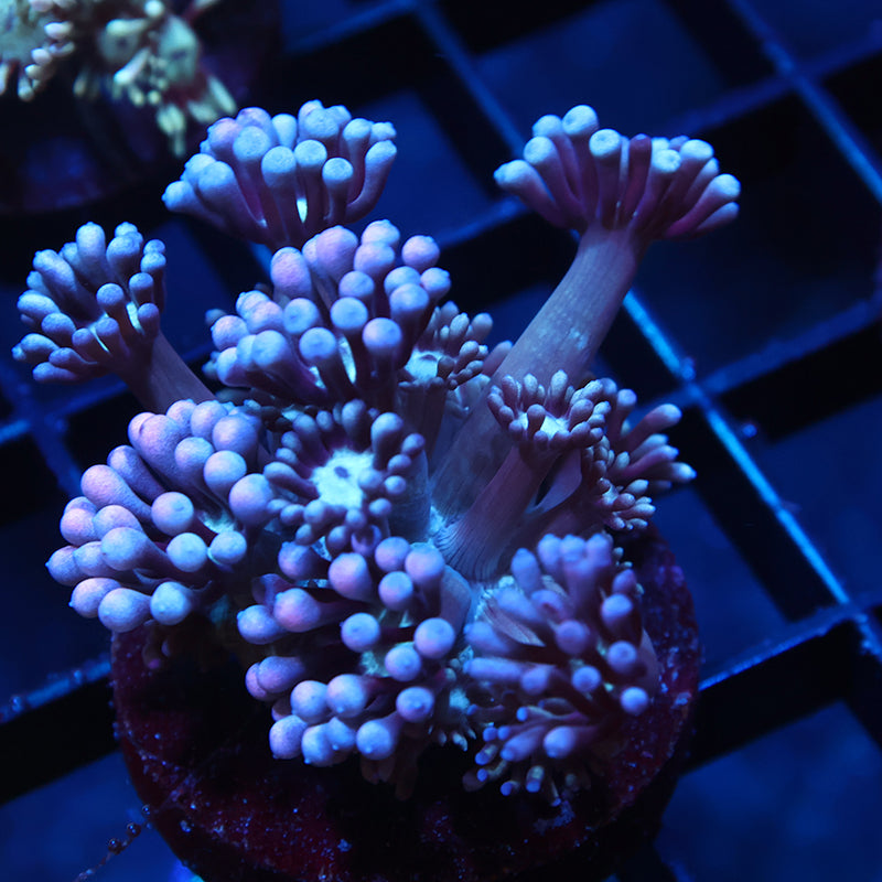 TCK Grape Gumballz Goni