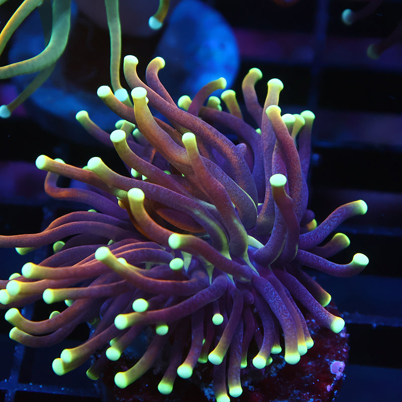 TCK Yellow Tips Indo Gold Torch