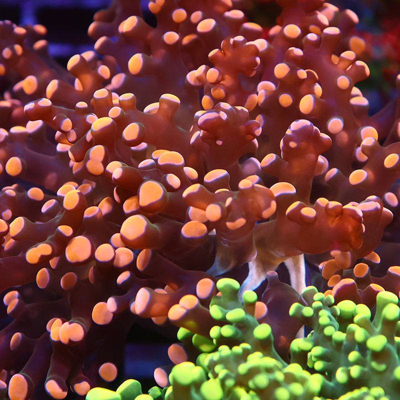 TCK Branching Gold Frogspawn